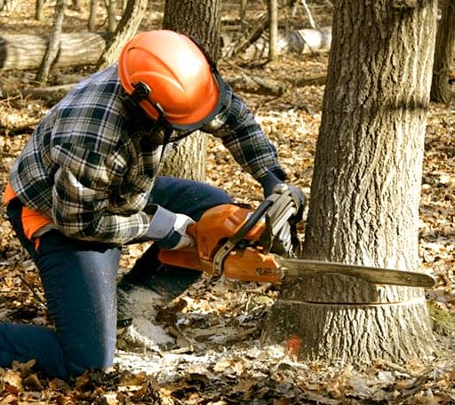 Tree Removal in Tell, TX